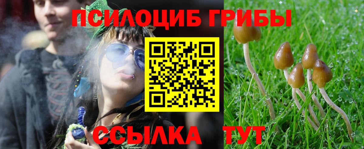 Псилоцибиновые грибы Psilocybe Норильск
